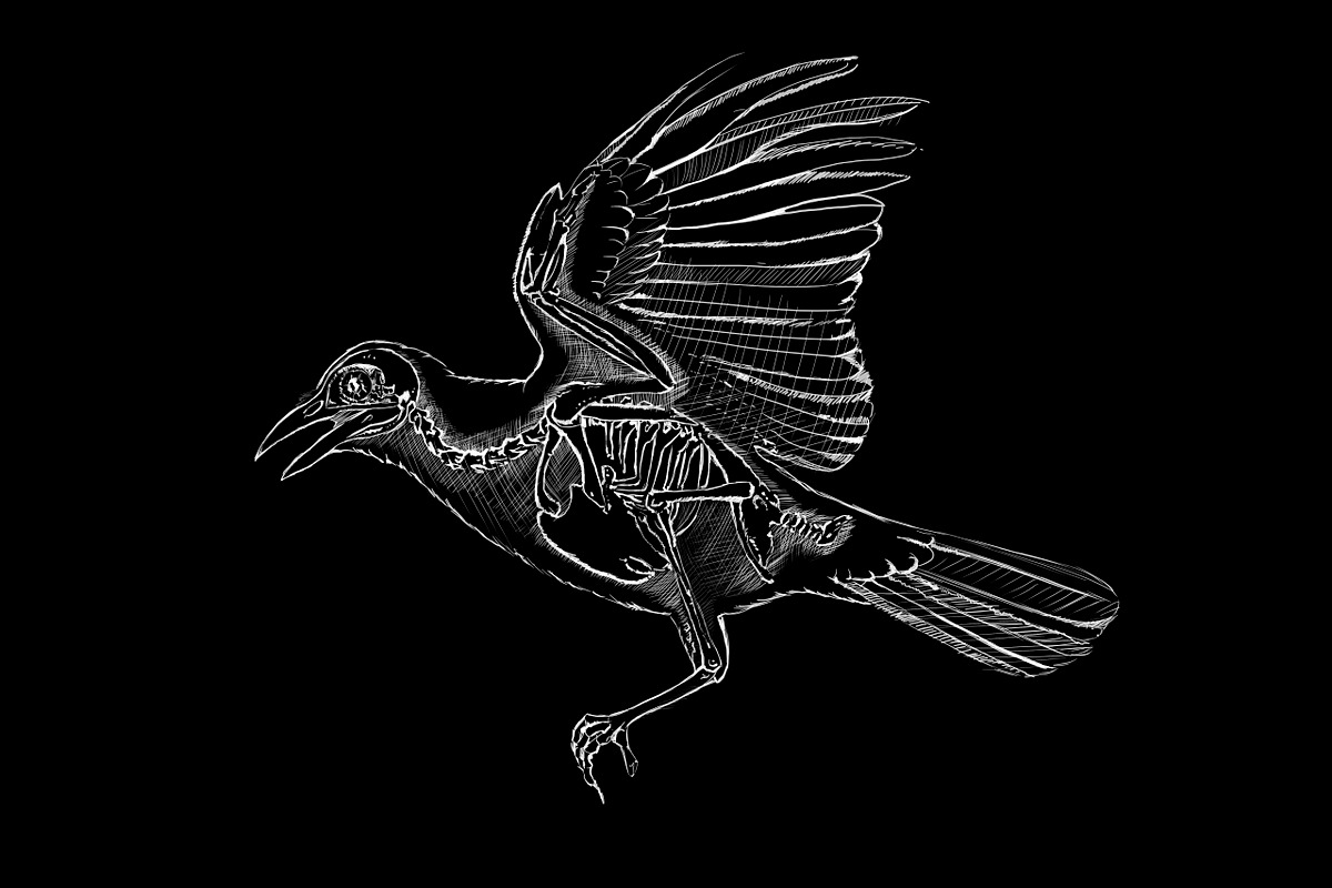 Blackbird's skeleton in Illustrations - product preview 8