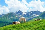 cow herd grazing and lying on hill top on background of High Snowy Mountains and summer clouds