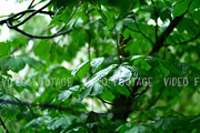 pure rain water is poured on the fresh trees leaves in spring forest, with beautiful bokeh