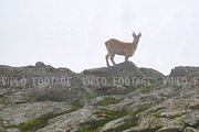 Wild goat staying on top of high mountain rocks and looking to camera. Kavkaz region