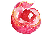 Watercolor lychee fruit vector