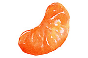 Watercolor mandarin fruit vector