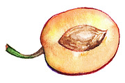 Watercolor plum fruit vector