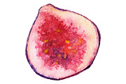 Watercolor fig fruit vector