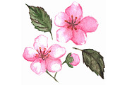 Watercolor pink cherry sakura vector