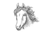 Horse head sketch of arabian mare