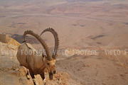 Wild mountain goat in the desert