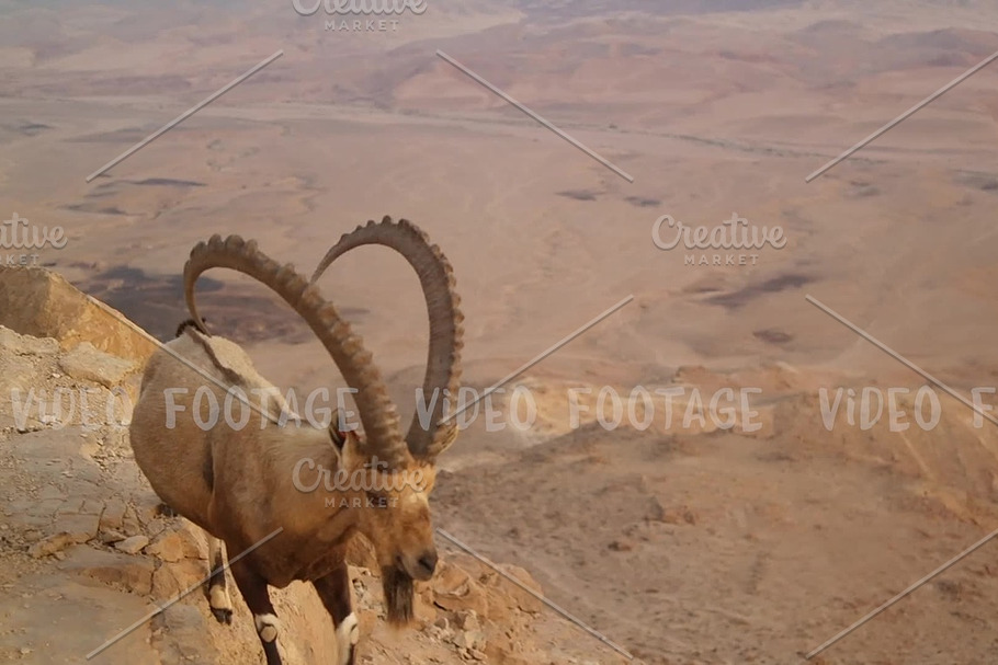 Wild mountain goat in the desert