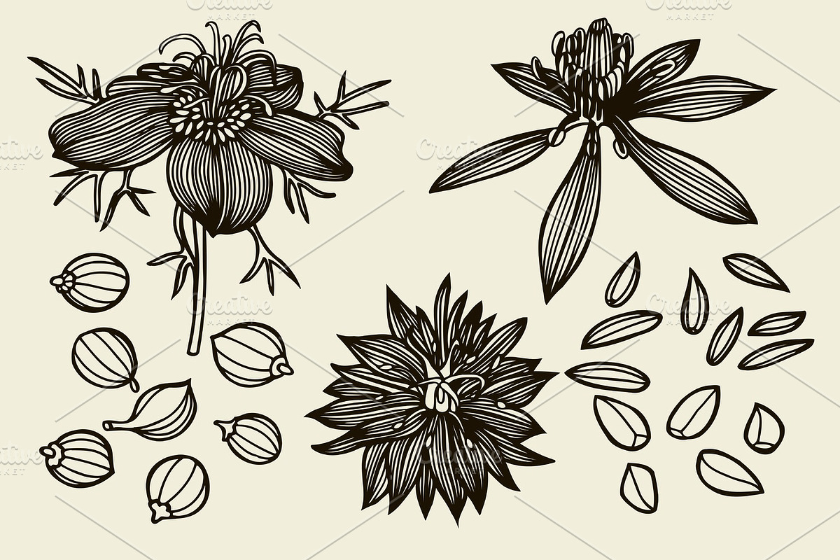 Sketch set of Nigella sativa flowers and leaves in Illustrations - product preview 8