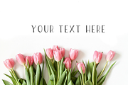 Pink Tulip Floral Stock Photo