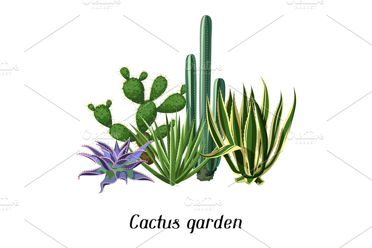 Card with cactuses and succulents set. Plants of desert in Objects - product preview 8