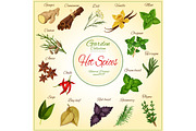 Herbs and hot spices vector poster