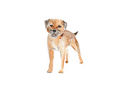 Watercolor Dog Cute Border Terrier 