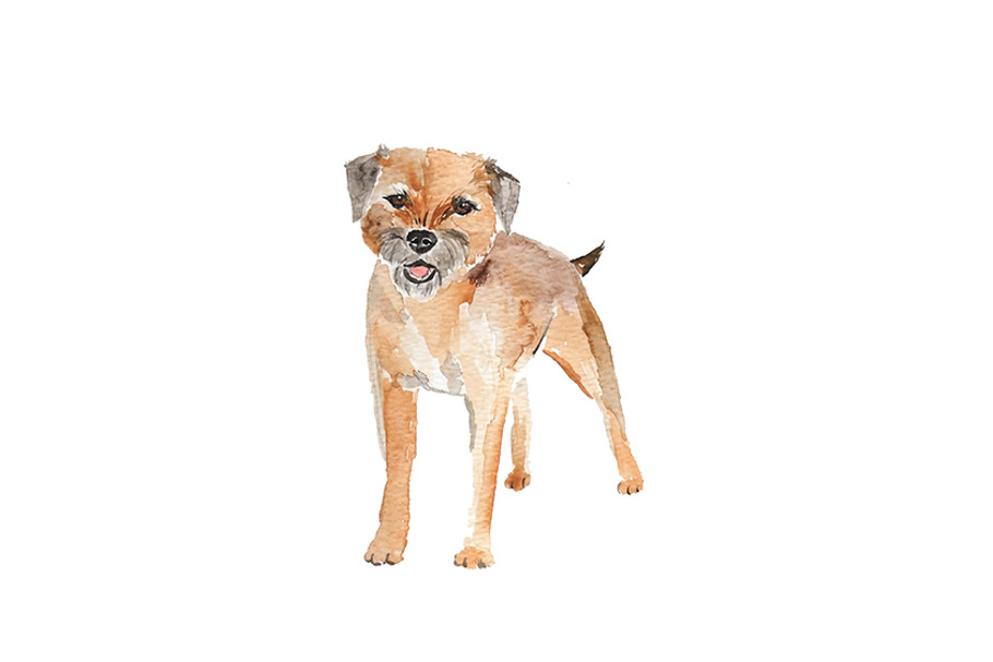 Watercolor Dog Cute Border Terrier  in Illustrations - product preview 8