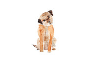 Watercolor Dog Cute Border Terrier