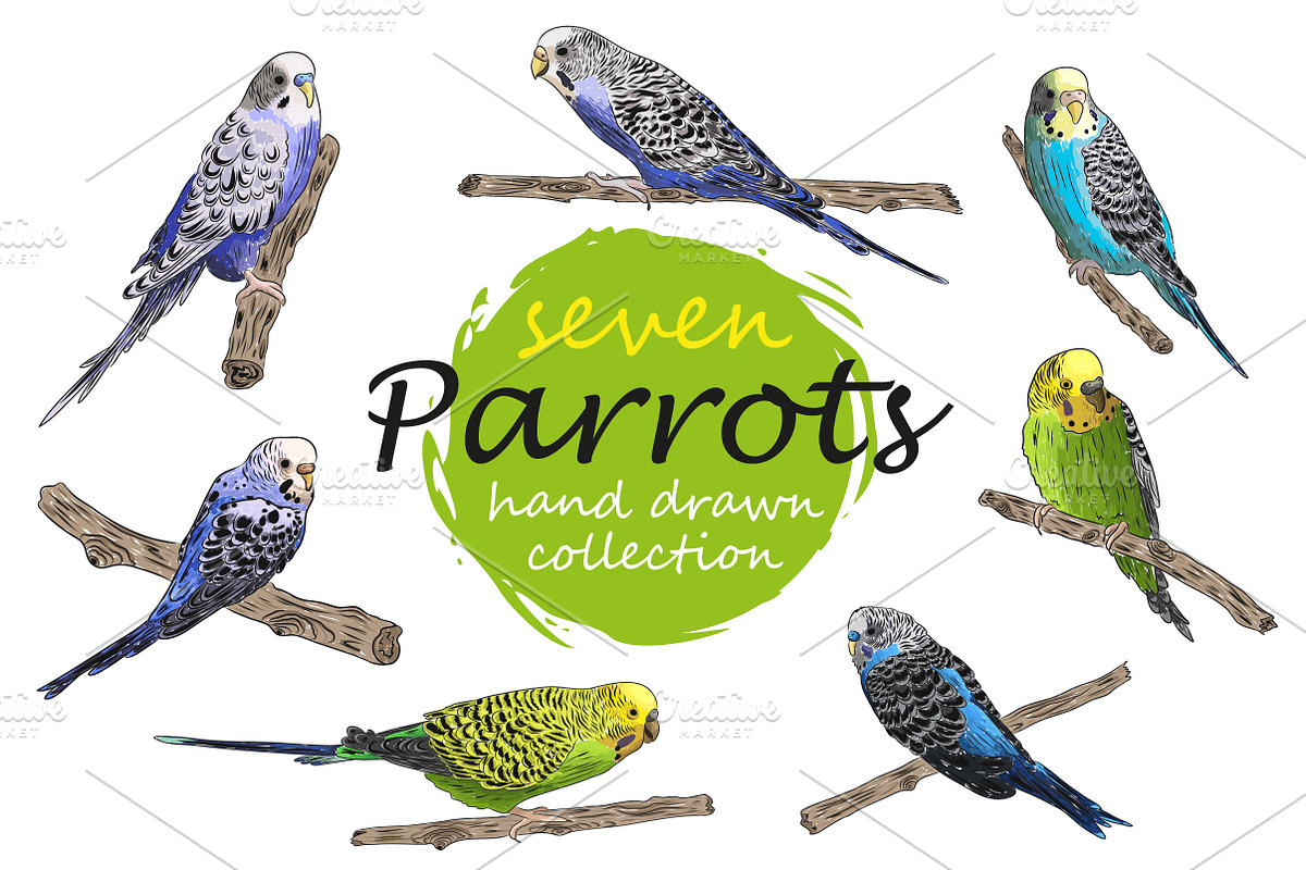 Parrots collection in Illustrations - product preview 8