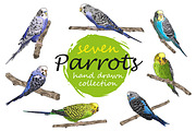 Parrots collection