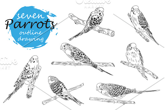 Parrots collection in Illustrations - product preview 1