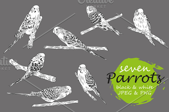 Parrots collection in Illustrations - product preview 2