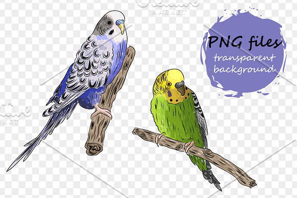 Parrots collection in Illustrations - product preview 3
