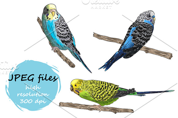 Parrots collection in Illustrations - product preview 4