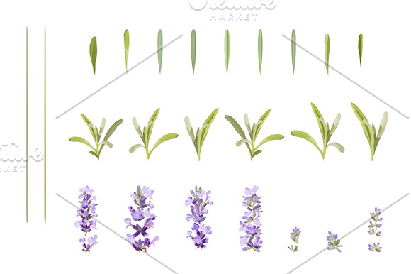 Vector object brushes. Lavender in Photoshop Brushes - product preview 3