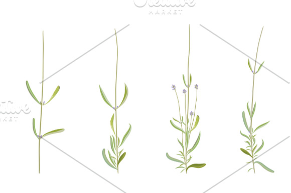 Vector object brushes. Lavender in Photoshop Brushes - product preview 4