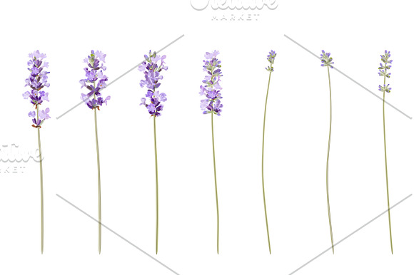 Vector object brushes. Lavender in Photoshop Brushes - product preview 5