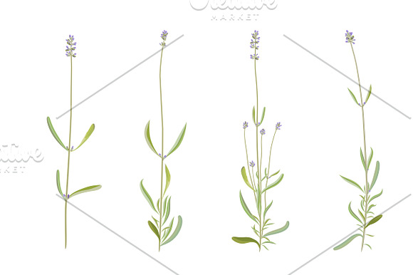 Vector object brushes. Lavender in Photoshop Brushes - product preview 6