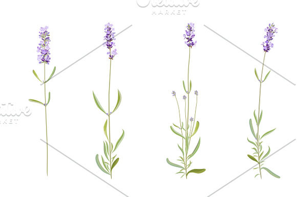 Vector object brushes. Lavender in Photoshop Brushes - product preview 7