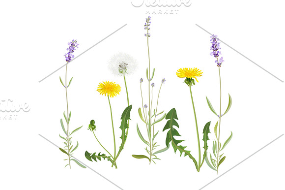 Vector object brushes. Lavender in Photoshop Brushes - product preview 10