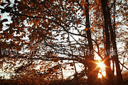 sunset in autumn forest with Orange leaves and branches