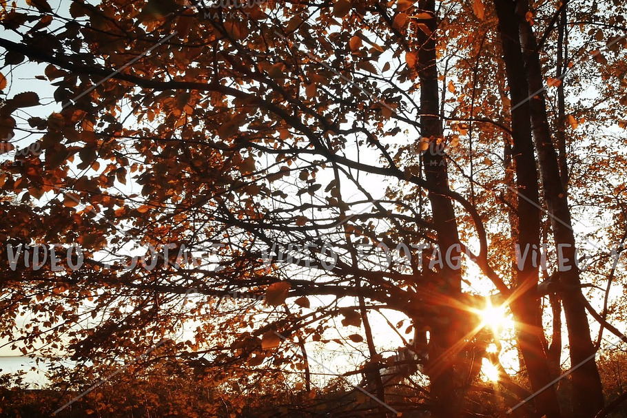 sunset in autumn forest with Orange leaves and branches in Graphics - product preview 8