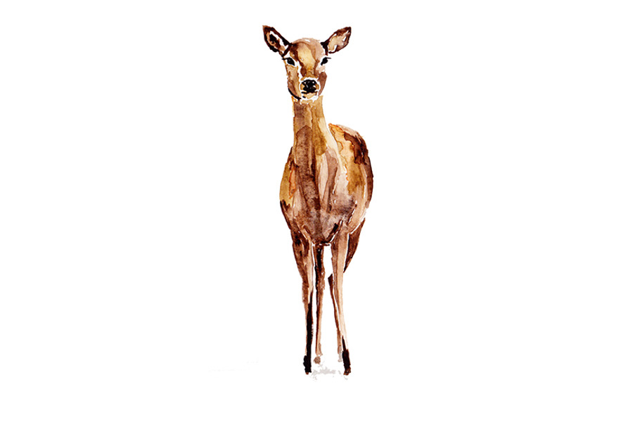 Watercolor Deer Illustration Cutout