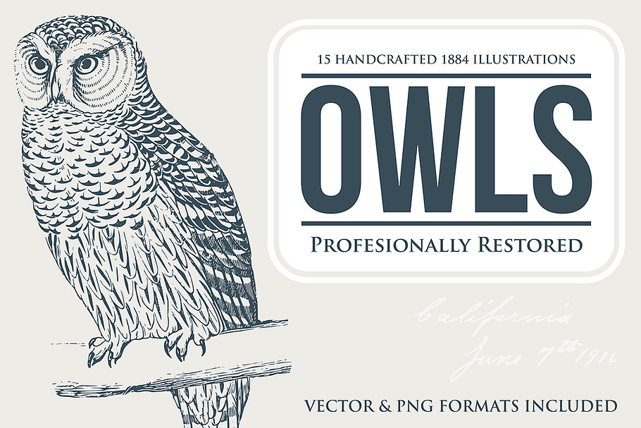 15 Owl Illustrations