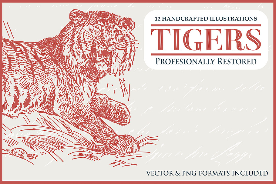 12 Tiger Illustrations