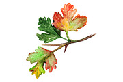 Watercolor gooseberry branch leaf