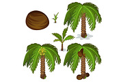 Planting coconut palm