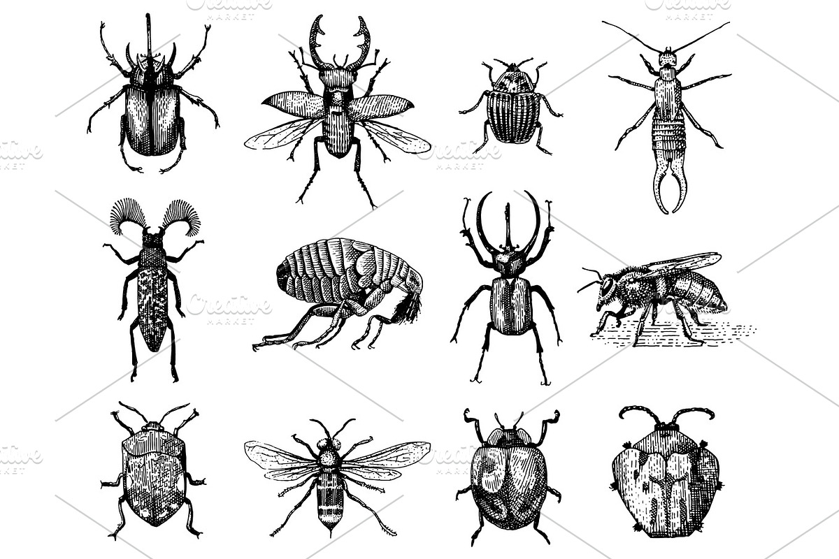 big set of insects bugs beetles and bees many species in vintage old hand drawn style engraved illustration woodcut in Illustrations - product preview 8