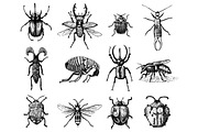 big set of insects bugs beetles and bees many species in vintage old hand drawn style engraved illustration woodcut