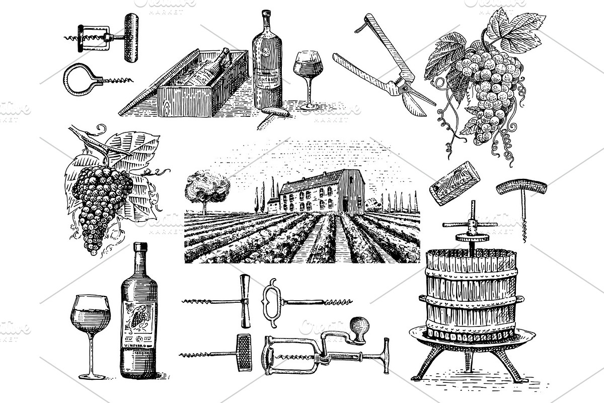 wine harvest products, press, grapes, vineyards corkscrews glasses bottles in vintage style, engraved hand drawn in Illustrations - product preview 8