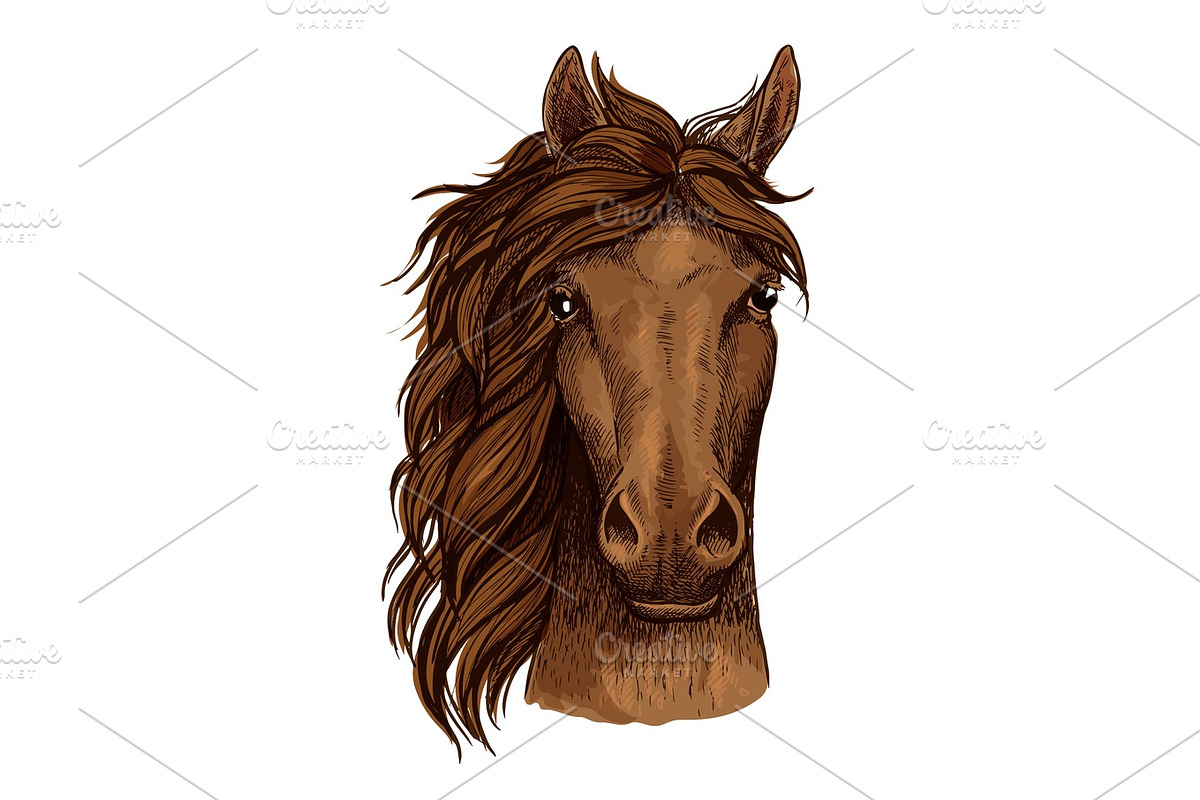 Horse head sketch of brown arabian racehorse in Illustrations - product preview 8