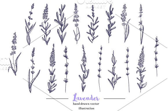 Lavender in Provence  in Illustrations - product preview 1