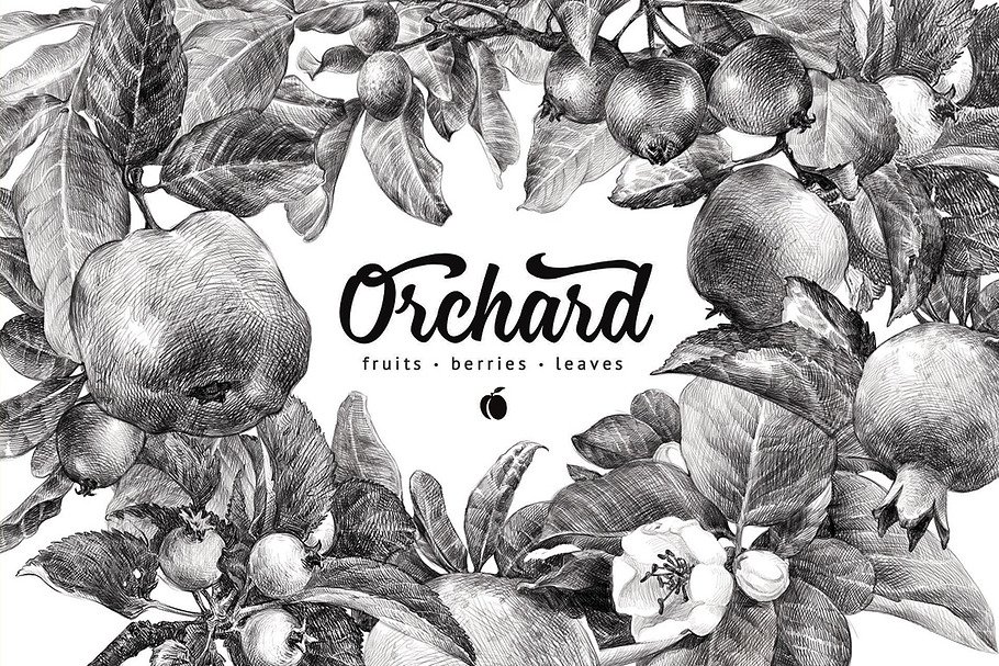 Orchard in Illustrations - product preview 8