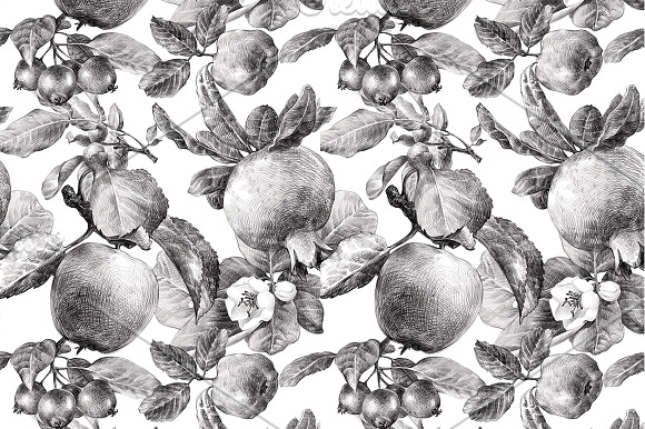 Orchard in Illustrations - product preview 2