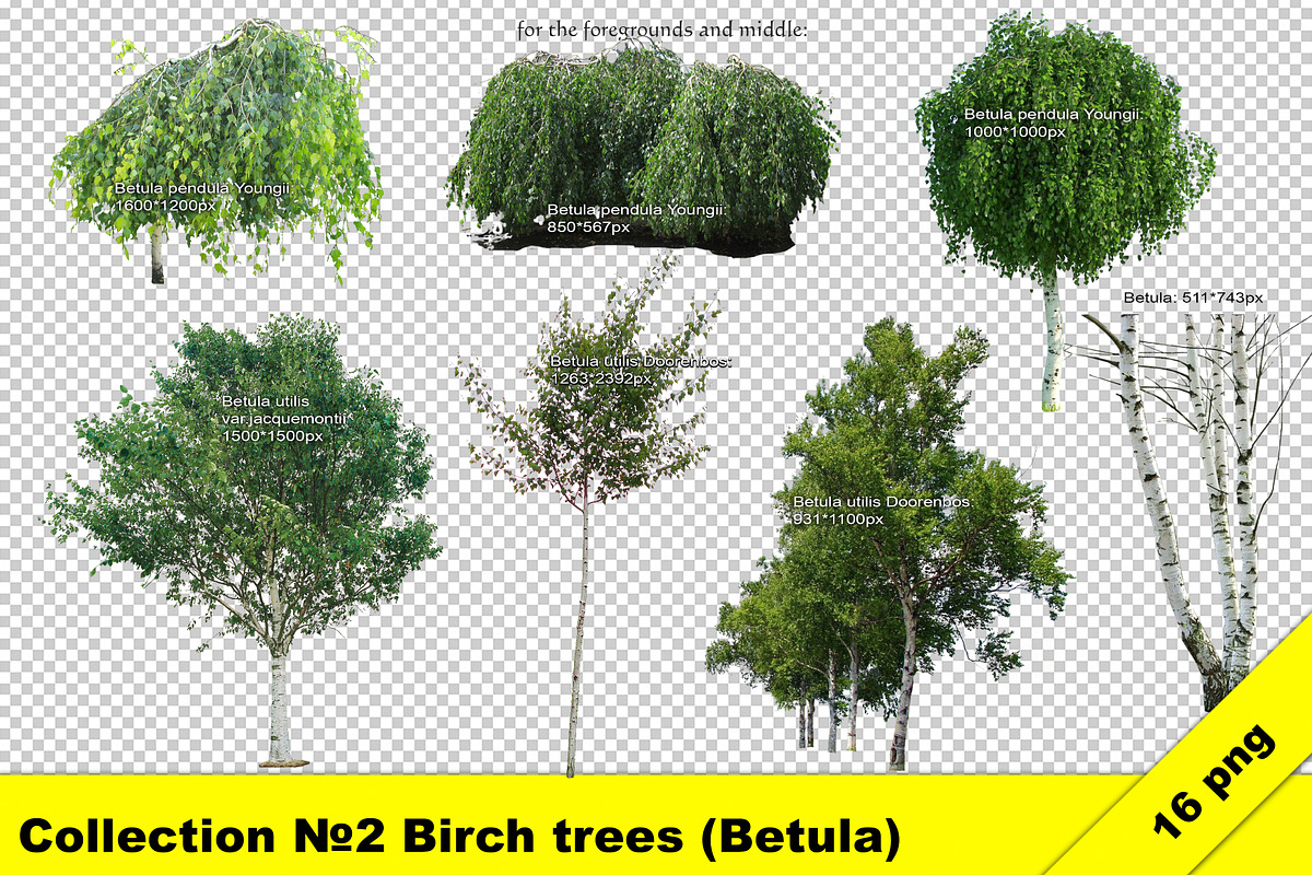 Landscape designer cut out tree set in Objects - product preview 8