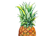 Watercolor pineapple exotic fruit