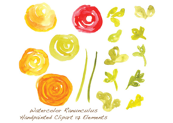 Watercolor Ranunculus in Illustrations - product preview 2