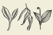hand drawn ink sketch spring branches