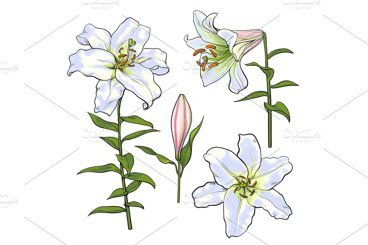 Set of hand drawn white lily flowers, side, top view in Illustrations - product preview 8
